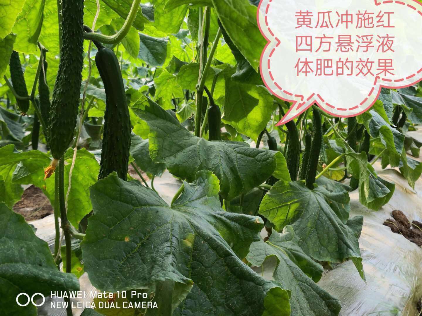 红四方悬浮水溶肥在黄瓜上的效果