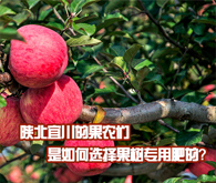 陕北宜川的果农们是如何选择果树葫芦娃黄色视频在线观看的？